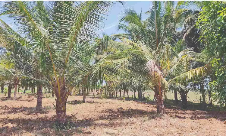 Delta coconut cultivators yet to pluck profit