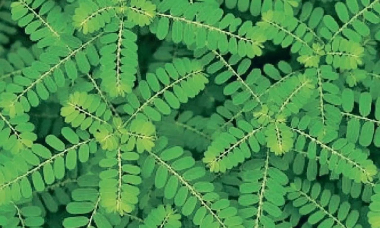 Study reveals how plants pass down genetic memories