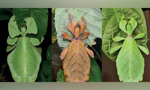 Researchers finds seven new species of leaf insects