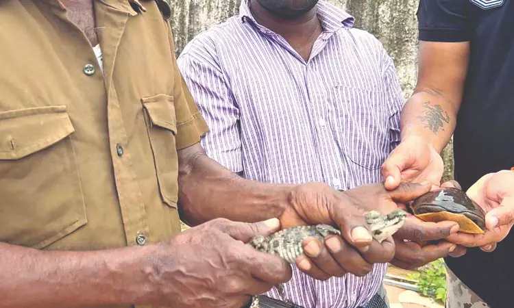 Crocodile found in swimming pool in Nedunkundram house, handed over to zoo Crocodile found in swimming pool in Nedunkundram house, handed over to zoo