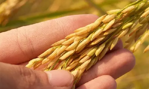 India decides to allow rice export to Singapore: MEA