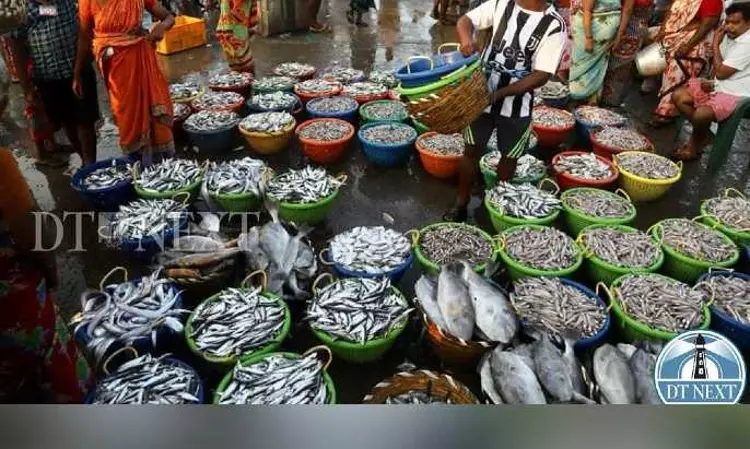 Dip in demand during Purattasi pulls down fish prices by 30%