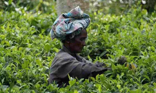 Tea exports fall 0.81 pc in first half of 2023 at 96.49 mln kg