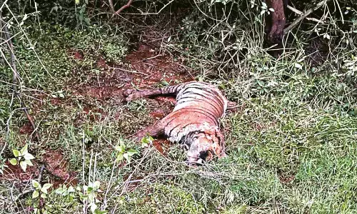 Carcasses of 2 tigers found as Nilgiris counts 6 deaths in a month
