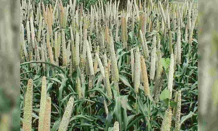 Warming climate sparks changes in Indias pearl millet farming zones: Study