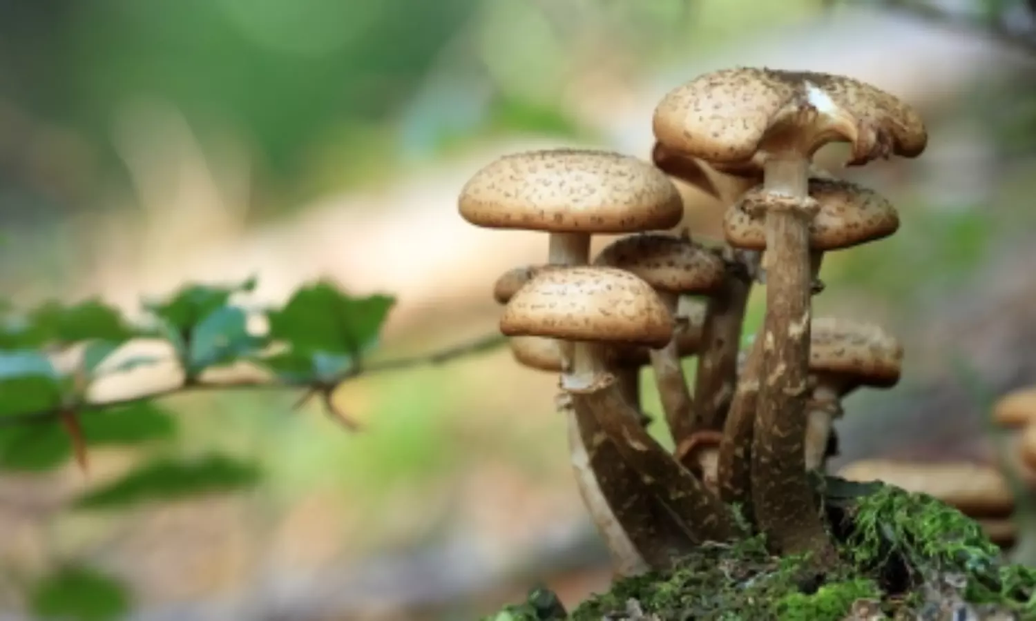 Mushroom sprouting from frogs side in Western Ghats baffles scientist