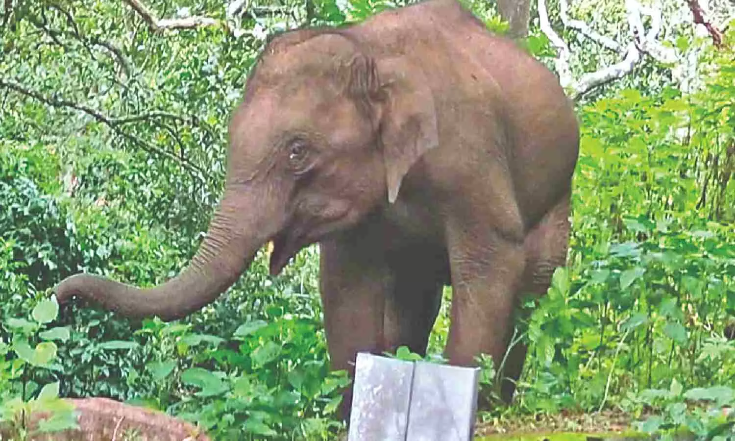 Tourists warned against disturbing elephant calf on Coonoor ghat stretch Tourists warned against disturbing elephant calf on Coonoor ghat stretch