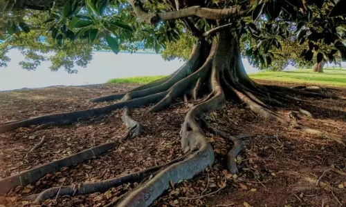Contamination residues still found on former municipal incinerator sites