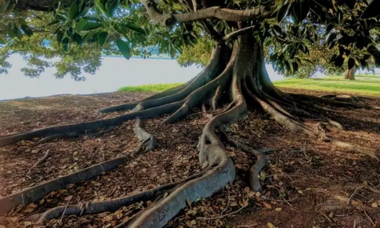 Contamination residues still found on former municipal incinerator sites Contamination residues still found on former municipal incinerator sites