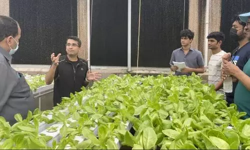 Low-maintenance plants that are ideal for your balcony