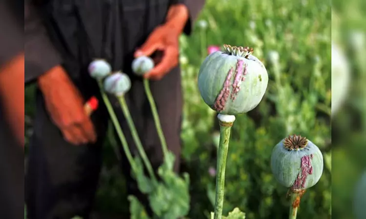 Farmers in 3 states likely to get opium poppy cultivation licence for 2023-24