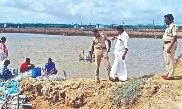 Shrimps worth Rs 1L stolen in Nagai Shrimps worth Rs 1L stolen in Nagai