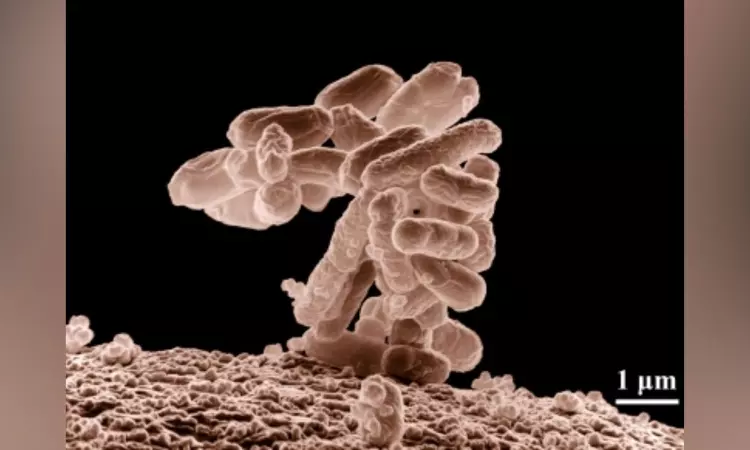 IIT Jodhpur researchers turn to snake venom to fight antibiotic resistance