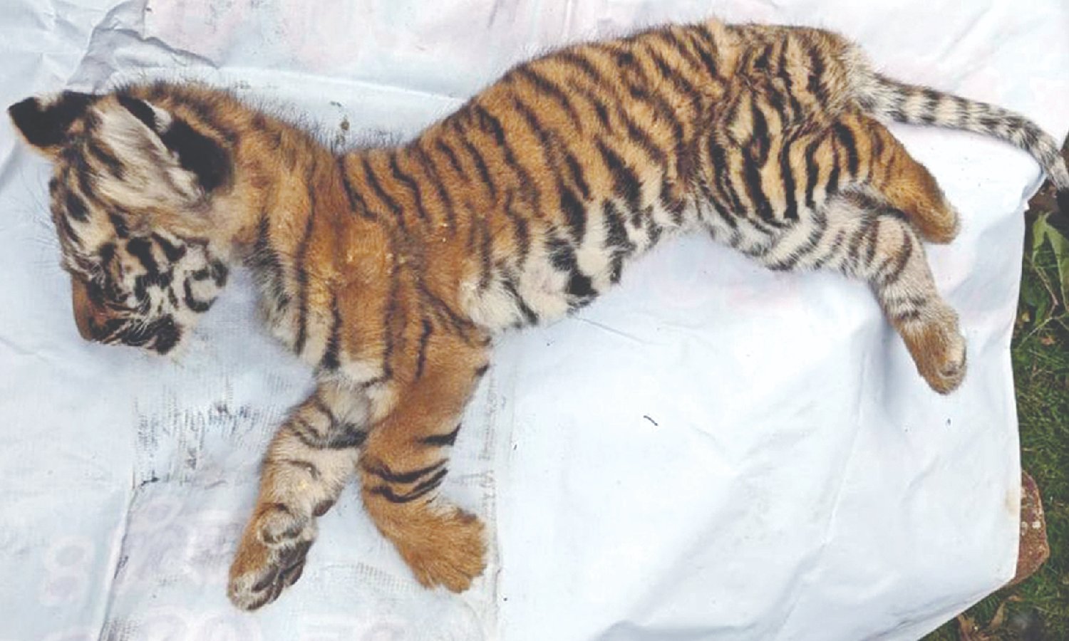 Tiger cub found dead in Sigur area of the Nilgiris