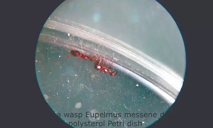 Tiny parasitic wasp can drill through plastic Tiny parasitic wasp can drill through plastic