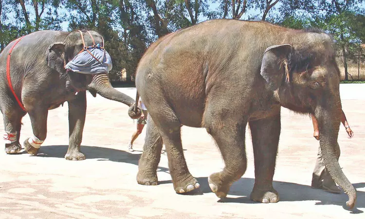 To knock an elephant off balance, bring out a giant blindfold To knock an elephant off balance, bring out a giant blindfold