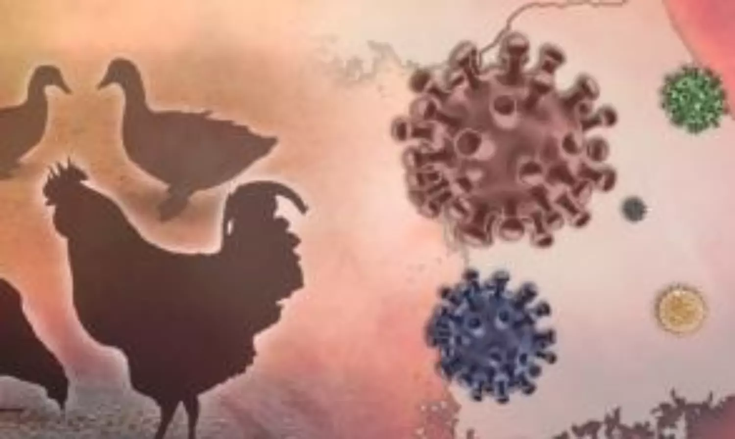 Israel detects bird flu outbreak at northern petting zoo Israel detects bird flu outbreak at northern petting zoo