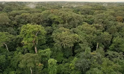 Amendment to Forest Act will allow private forestry: Deputy director