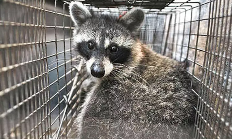 Pathogen hunt In the big city, wildlife researchers are on the prowl Pathogen hunt In the big city, wildlife researchers are on the prowl