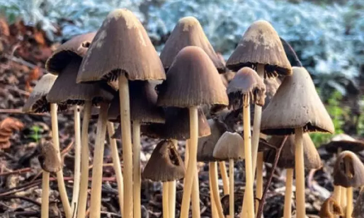 Microdoses of mushrooms may help fight mental disorders: Study Microdoses of mushrooms may help fight mental disorders: Study