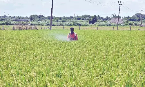 TN to pay Rs 13,500 per hectare compensation to affected Kuruvai farmers