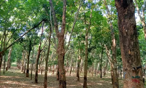 Jobless rubber tappers in Kumari district demand rain allowance