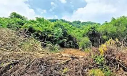 Forest dept irked by false alert on leopard