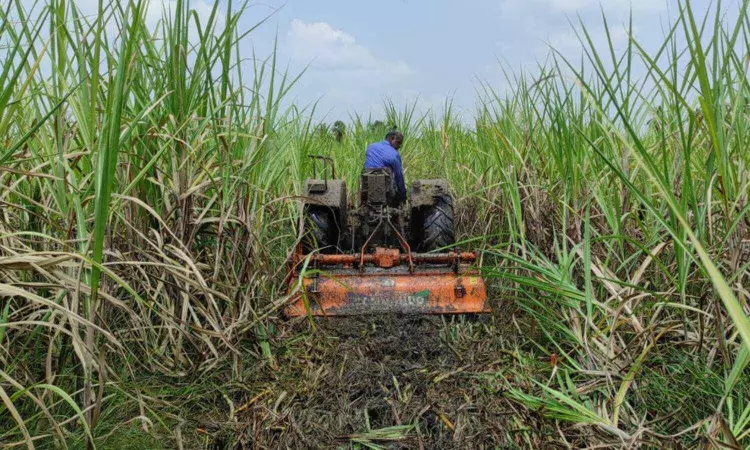 Vazhuvur ryot destroys 12 acres of cane crop due to low yield Vazhuvur ryot destroys 12 acres of cane crop due to low yield