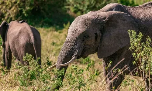 Elephant damages cars parked in portico of house in Gudalur