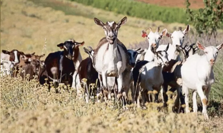 T’kudi traders’ stolen goats found; fraudster on the run T’kudi traders’ stolen goats found; fraudster on the run