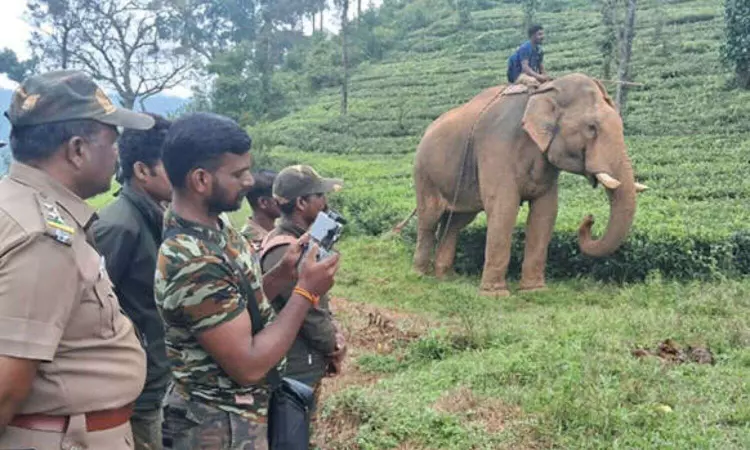 4 kumkis brought to drive away wild tuskers