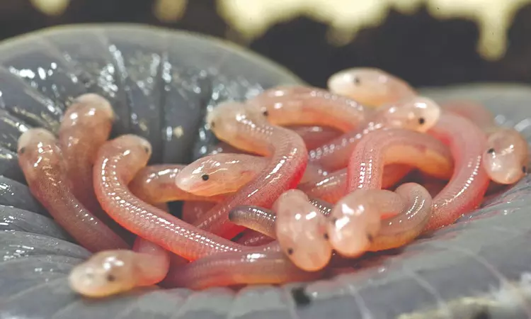 Freaky diet: Amphibians with a taste for their mom’s skin Freaky diet: Amphibians with a taste for their mom’s skin
