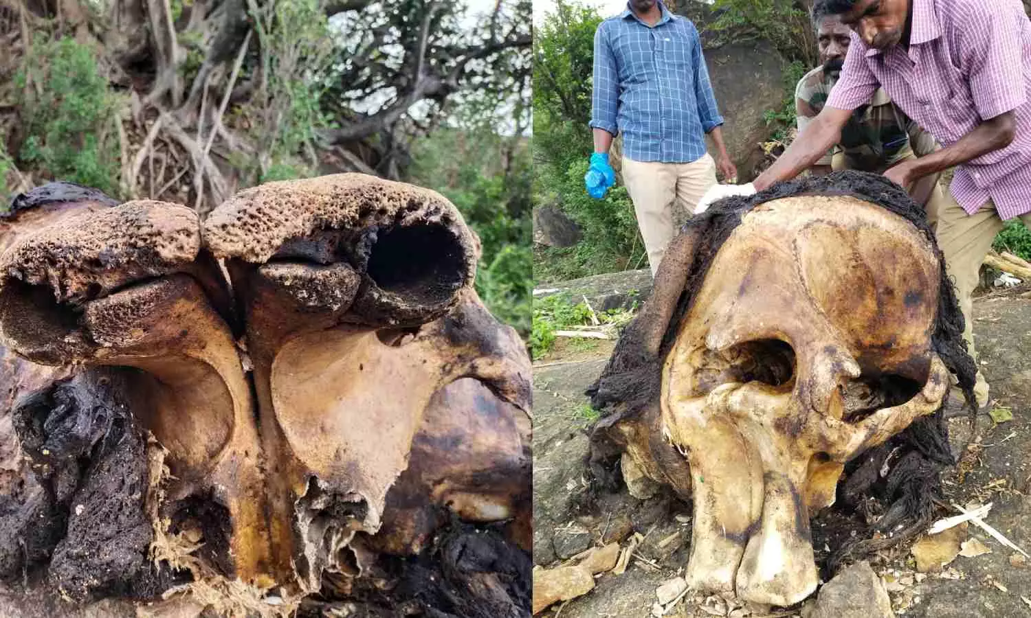 Tusks of a dead elephant found missing in Tenkasis Puliyangudi