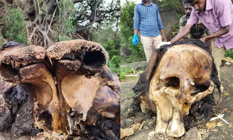Tusks of a dead elephant found missing in Tenkasis Puliyangudi Tusks of a dead elephant found missing in Tenkasis Puliyangudi