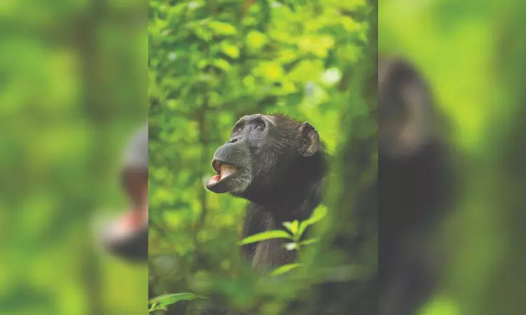 Circle of life: Chimpanzees go through menopause too Circle of life: Chimpanzees go through menopause too