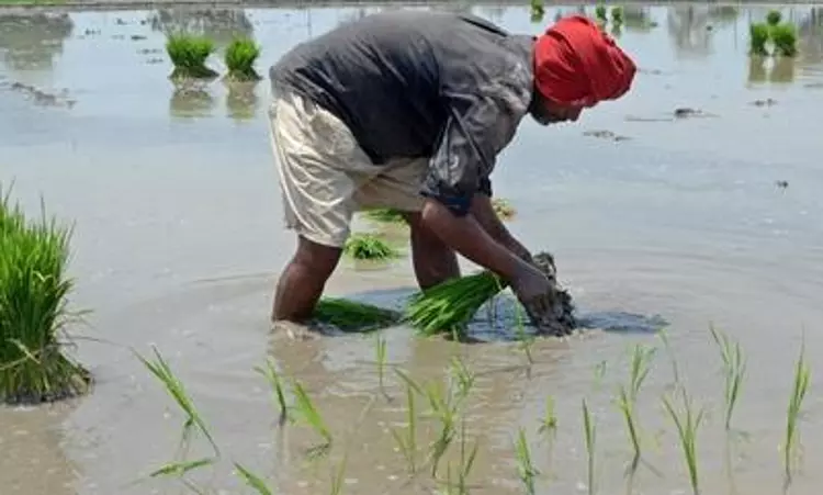 Farmers to get payment of pulses, oilseeds within three days