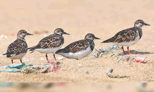 Migration of birds in Tamil Nadu begins on good note Migration of birds in Tamil Nadu begins on good note