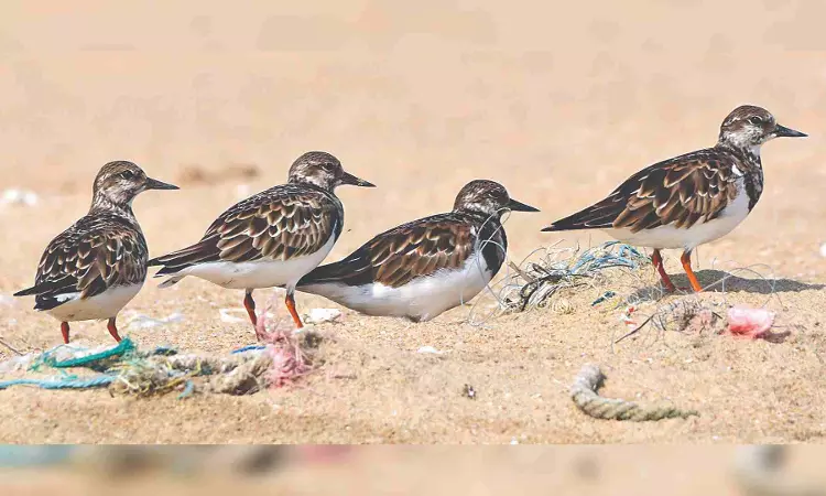 Migration of birds in Tamil Nadu begins on good note