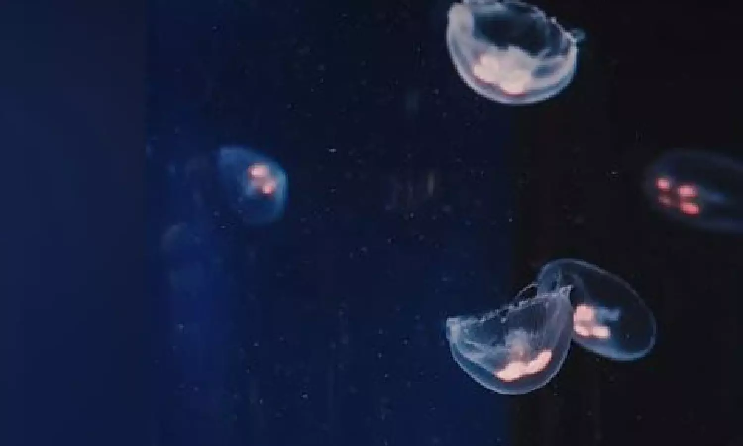 Researchers examine changes in coral microbiome under hypoxia