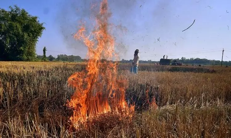 Punjab: 560 cases of stubble burning reported in Ludhiana so far this year