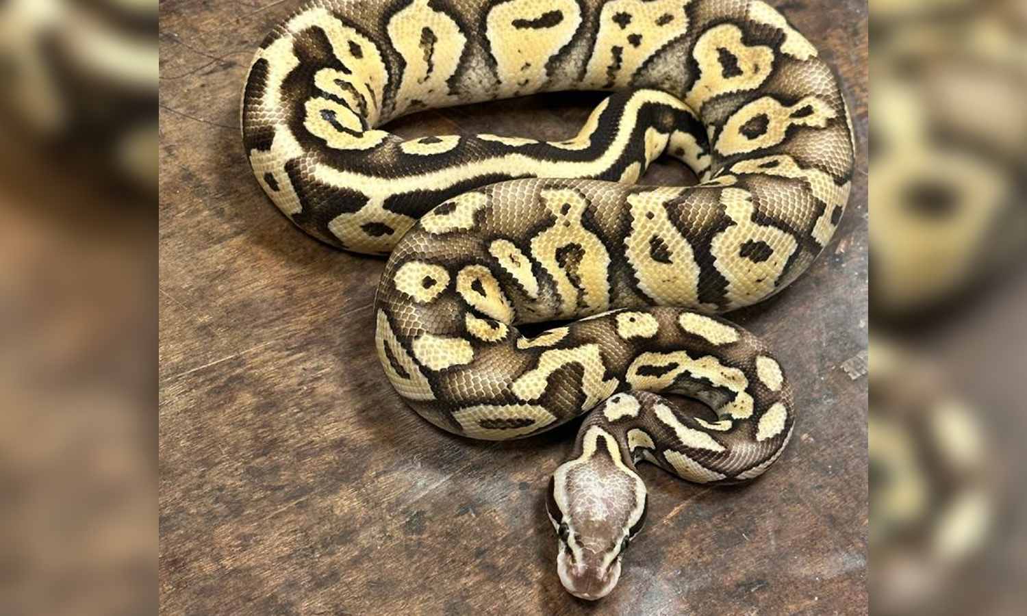 Indian Rock python rescued in Tiruvallur