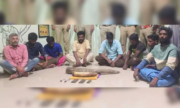 8 held for selling jumbo tusk 8 held for selling jumbo tusk