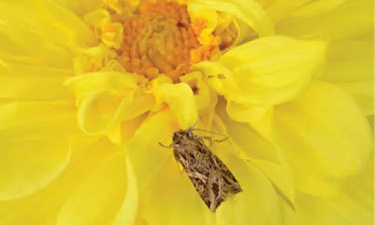 The widowmaker: Selective breeding: Male-killing virus discovered in insects The widowmaker: Selective breeding: Male-killing virus discovered in insects