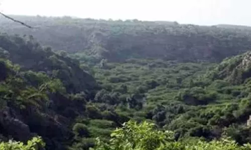 Diverse forest systems more effective in storing carbon than monocultures