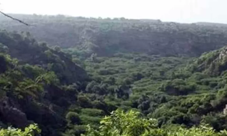 Diverse forest systems more effective in storing carbon than monocultures Diverse forest systems more effective in storing carbon than monocultures