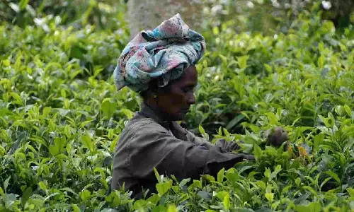 Tea auctioneers form body to safeguard trade interests