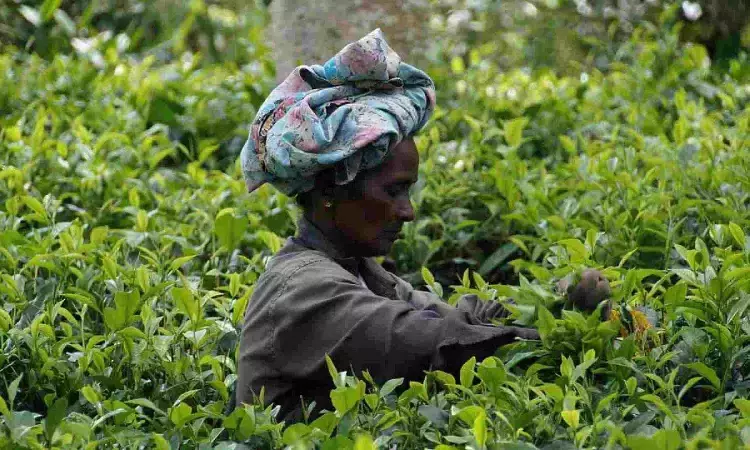 Tea auctioneers form body to safeguard trade interests