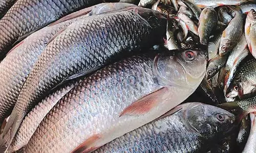 Pakistani fisherman becomes millionaire overnight after selling rare fish