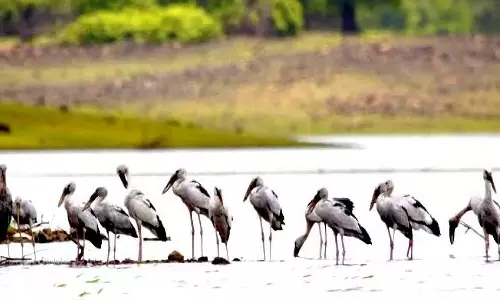 Bird-friendly villagers of Vedanthangal celebrate Deepavali sans crackers