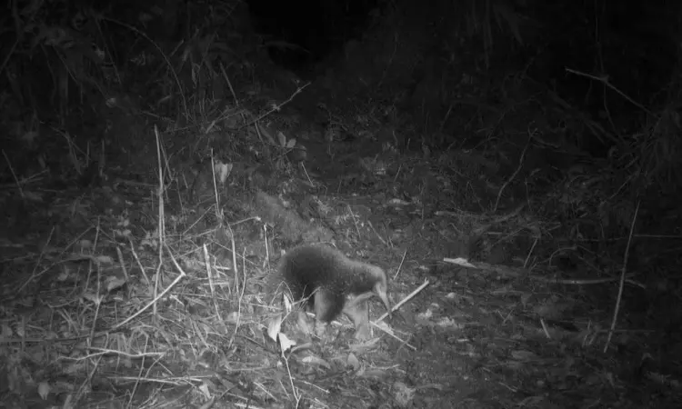 Long-lost mammal rediscovered in remote Indonesia mountains Long-lost mammal rediscovered in remote Indonesia mountains
